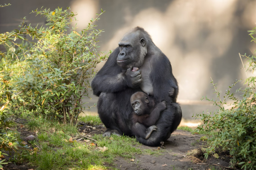 Cool Gorilla Desktop Picture