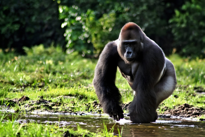 Jungle Gorilla Wallpaper HD