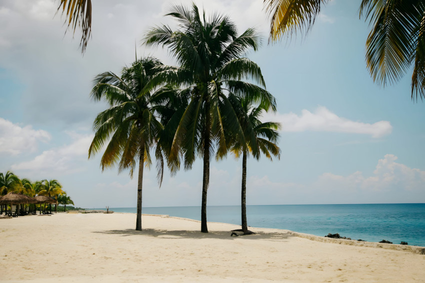 Tropical Escape Palm Tree Desktop Image