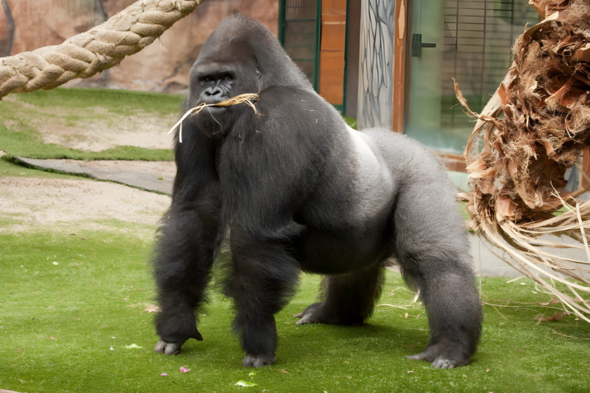 Stunning Gorilla Wallpaper 4K