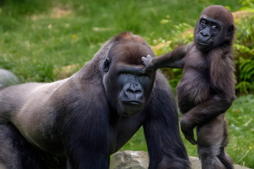 Gorilla Wallpaper Desktop Free