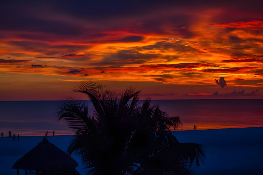 Palm Tree Sky View Desktop Wallpaper