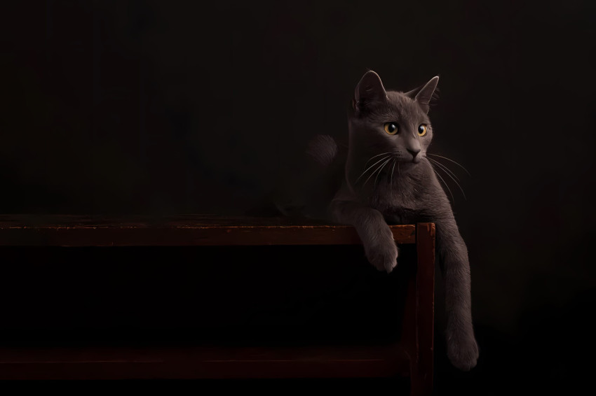 Exotic Cat in Stunning Picture For Desktop