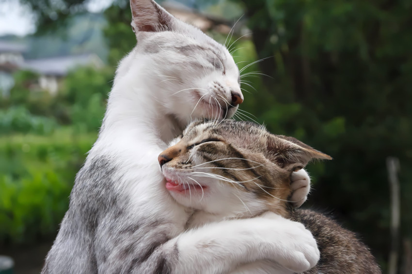 Adorable Cats Loving for Wallpaper