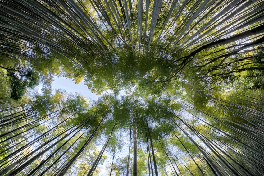 Tropical Bamboo Trees Desktop Picture