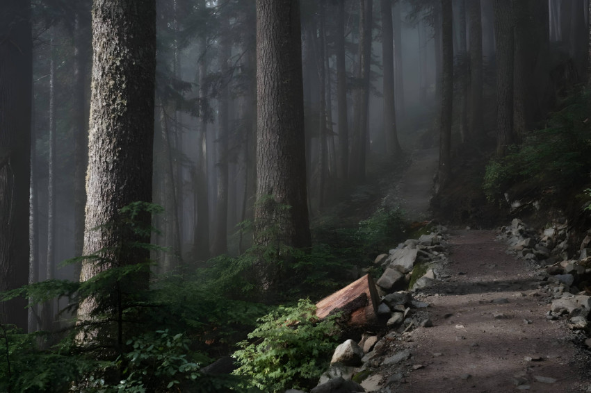 Foggy Woods Desktop HD Image