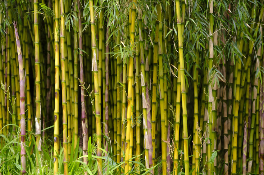 Bamboo Forest 4K Desktop Background