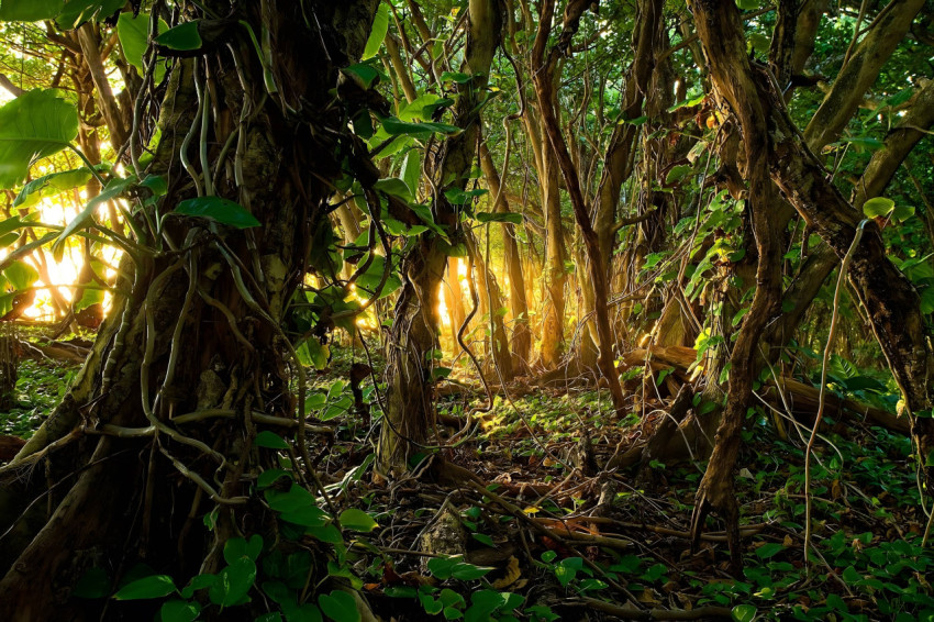 Breathtaking Jungle View for Your Desktop Background