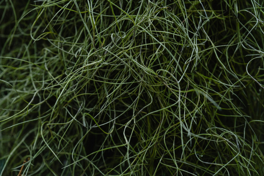 Jungle Tree 4K Wallpaper