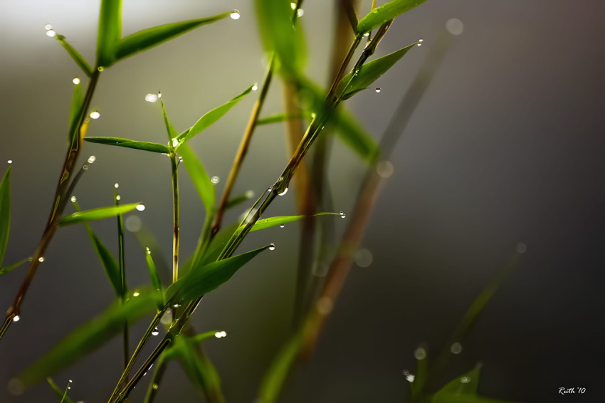 Bamboo Leaves in Morning Light