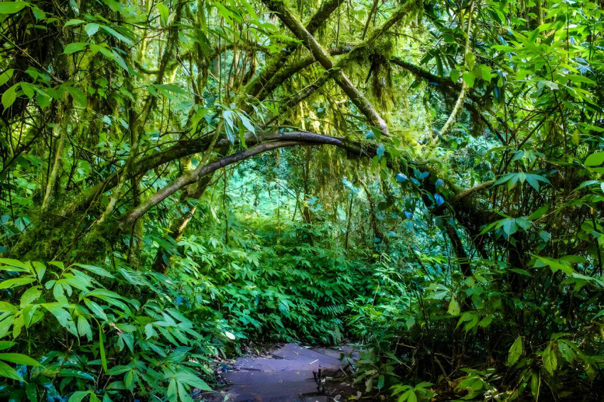 The Beauty Of Nature At Your Fingertips With Forest Desktop Wallpaper