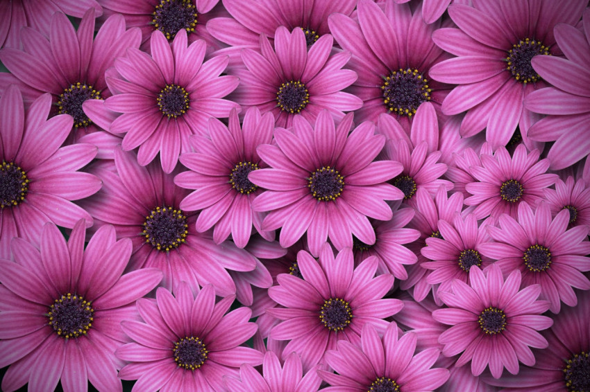 Stylish Flower 4K Wallpaper for Desktop Screens