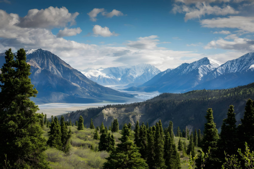 Take A Break in the Forest Wallpaper 4K