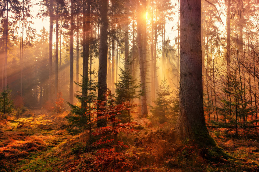 Sunlight Through Trees Forest 4K Image