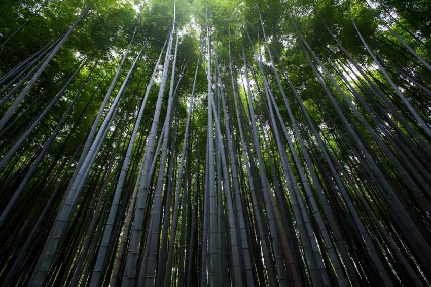 Dense Bamboo Forest Desktop Picture