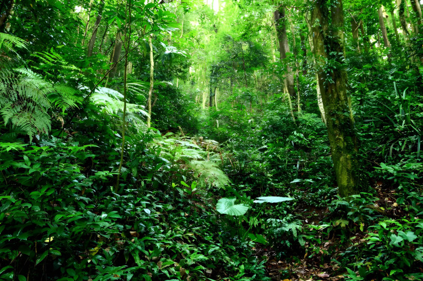 Bright Green Plants Of Forest Desktop Wallpaper