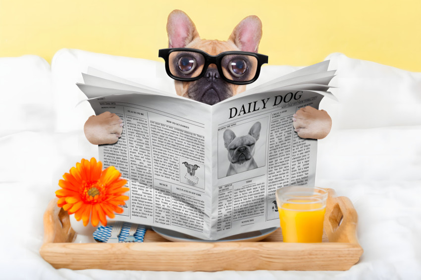 Goofy Ahh Computer Wallpaper to Download