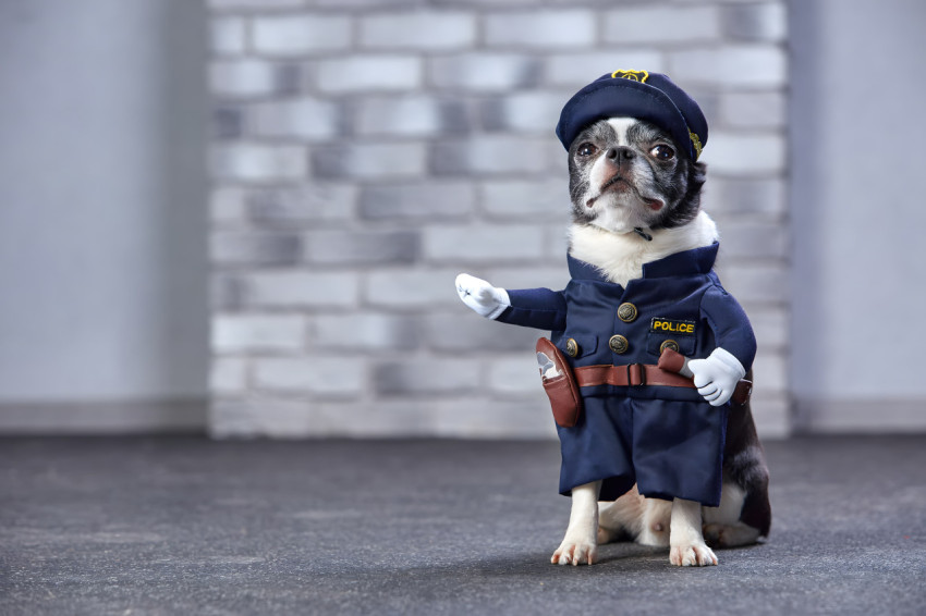 Cool Goofy Ahh Wallpaper for Your Desktop