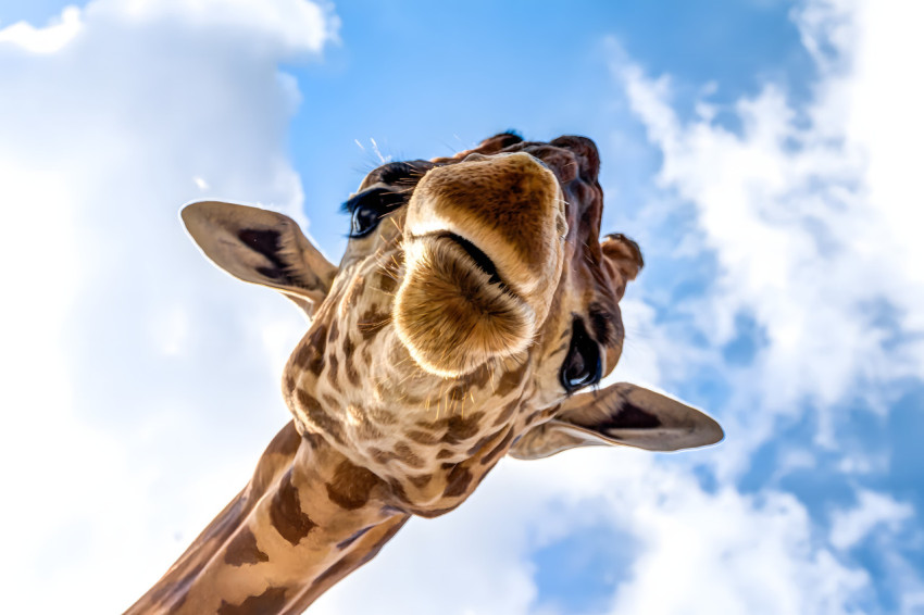 Awesome Goofy Ahh Background for Computer