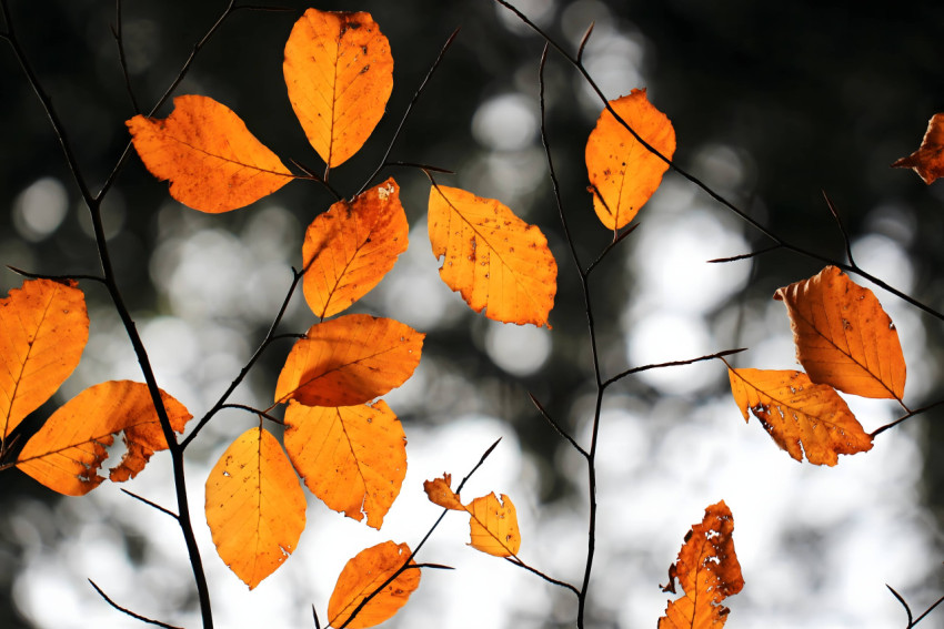 Breezy Fall Leaves for Desktop Screen