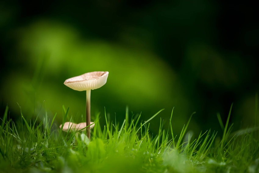 Fun Mushroom PC Wallpaper That Brighten Your Screen