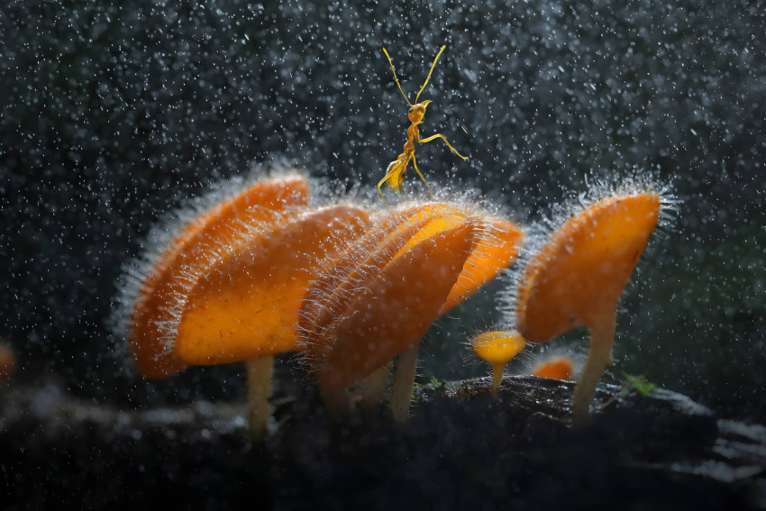 Download Mushroom Desktop Wallpaper for a Fun Display