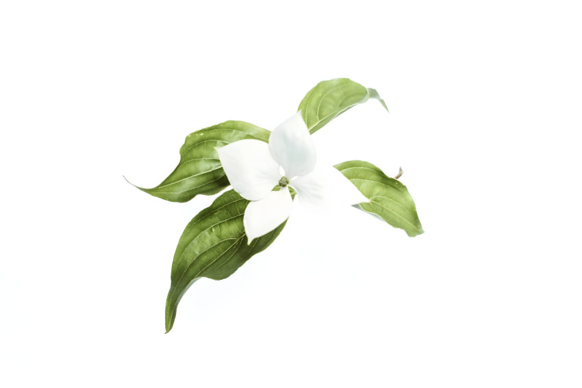 4K White Flower in White Background Image