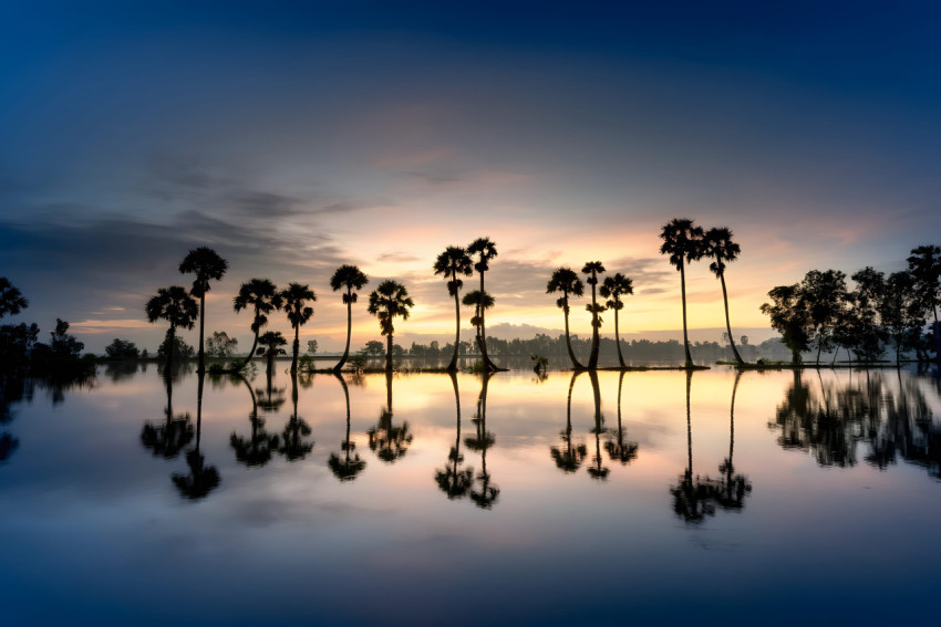 Palm Tree Sky View Desktop 4K Wallpaper