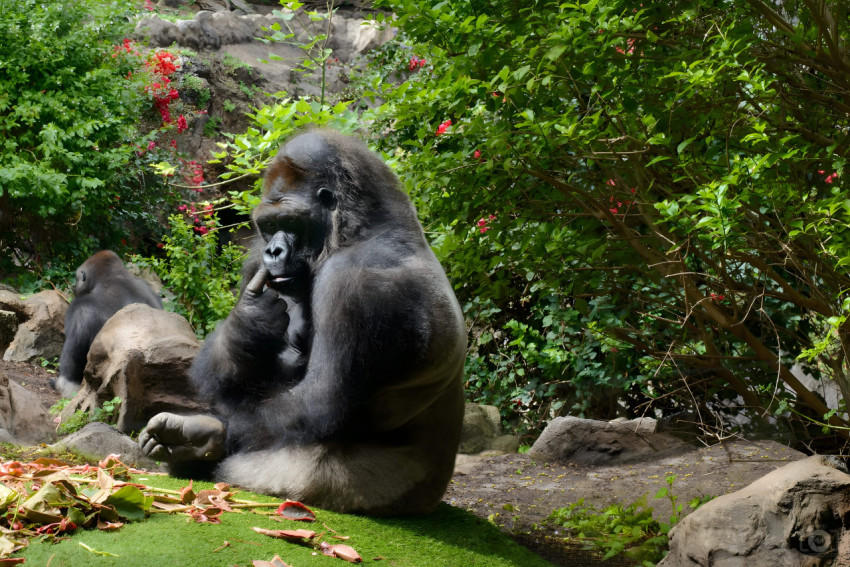 Gorilla Desktop Photo HD Free