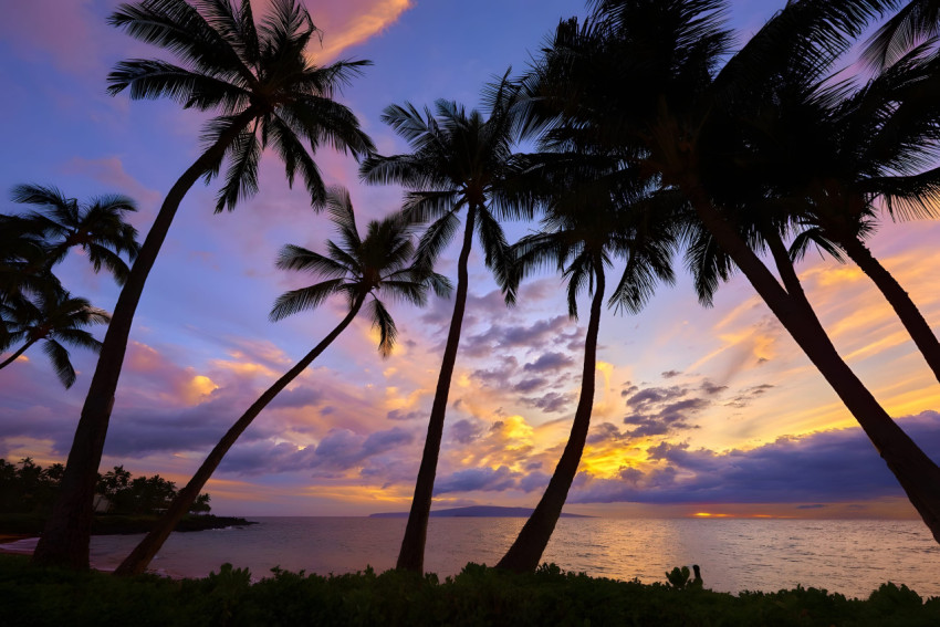 Tropical Palm Tree Desktop Background