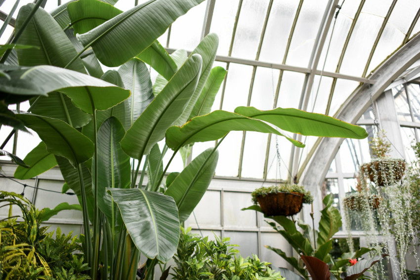 Beautiful Botanical Garden Desktop Wallpaper