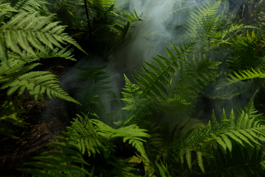 Smoke Jungle 4K Wallpaper