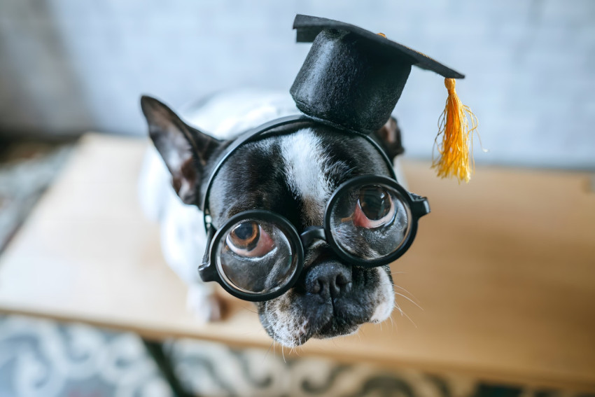 Top Goofy Ahh Image for Your Computer Screen