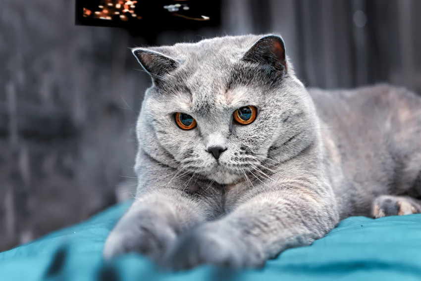 Adorable Cat with Sparkling Eyes