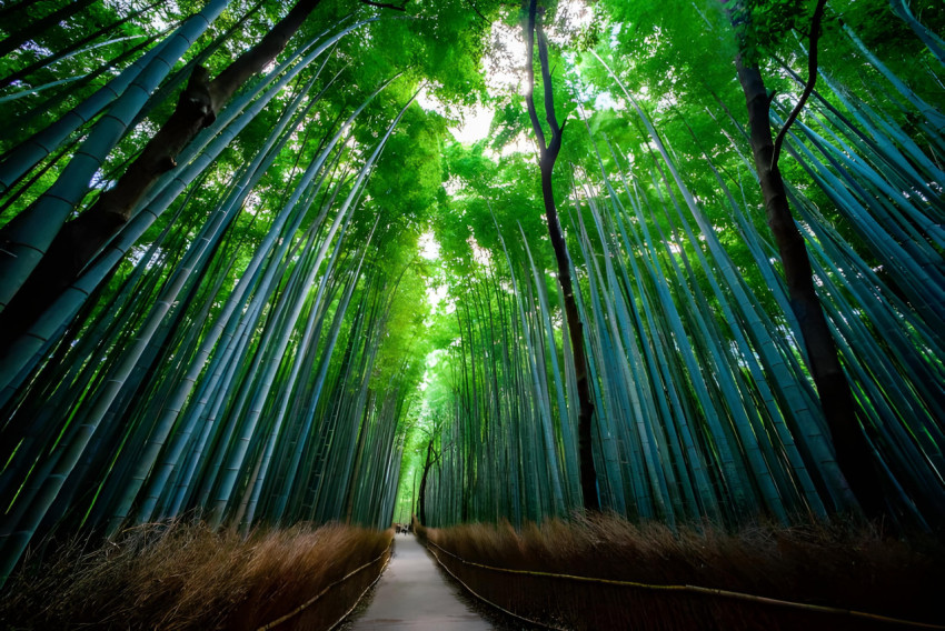 Green Bamboo Desktop Wallpaper 4K