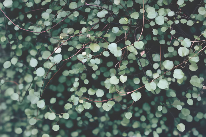 Peaceful Bloom Botanical Garden Desktop Photo