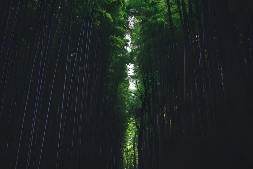 Mysterious Bamboo Forest Wallpaper