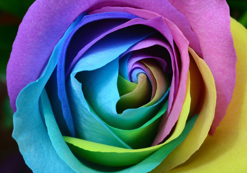 Colorful Rose Desktop Wallpaper to Add Energy to Your Screen