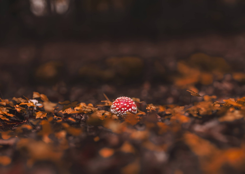 Mushroom PC Wallpaper for Your Computer Personal Style Ultra HD