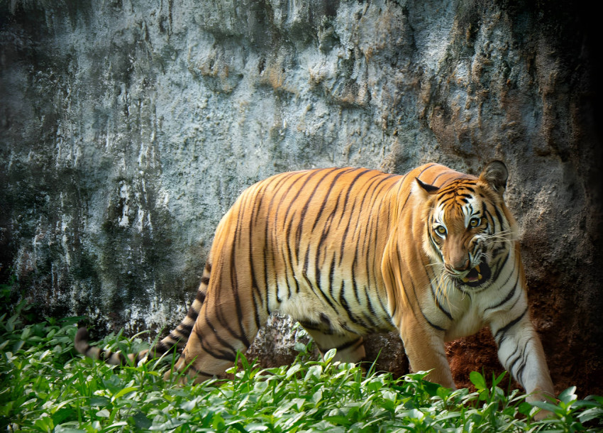 Bengal Tiger Angry Look Wallpaper For Desktop