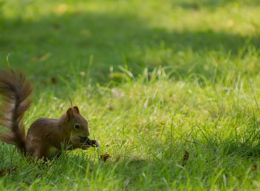 Morning Light on Grass Field Wallpaper