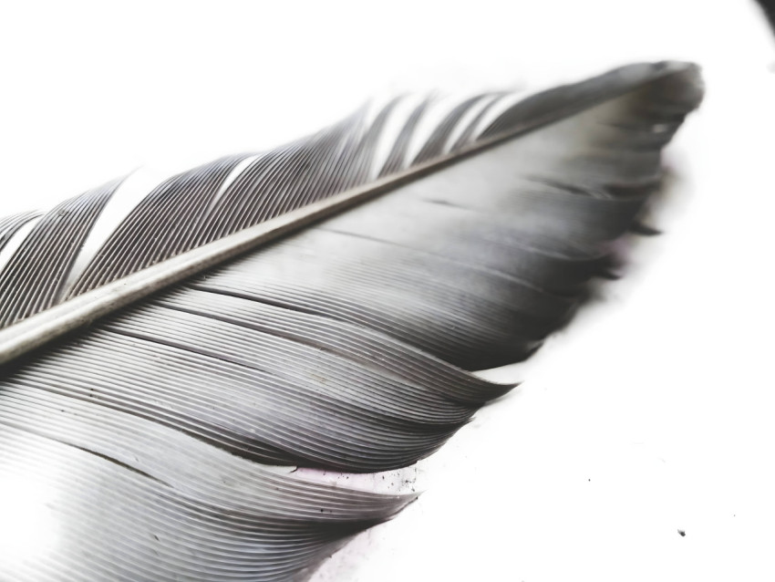White Background Feather Desktop Wallpaper