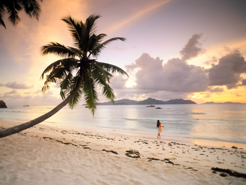Gorgeous Palm Tree Desktop Picture