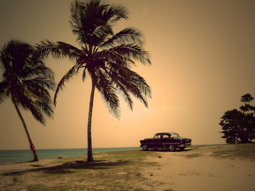 Amazing Palm Tree Desktop Image 4K