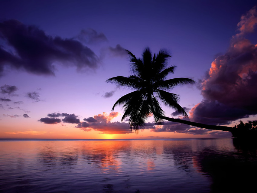 Palm Tree Coastline Desktop Image
