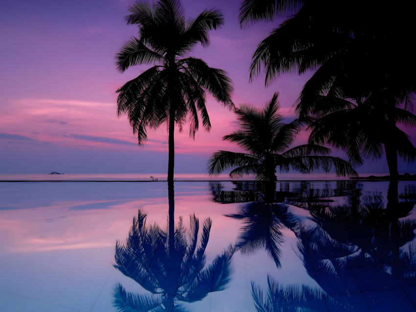 Serene Sunset Palm Tree Desktop Photo