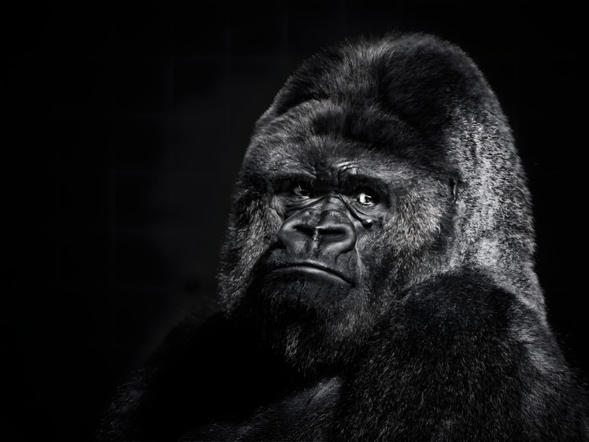 Gorilla Desktop Picture 4K