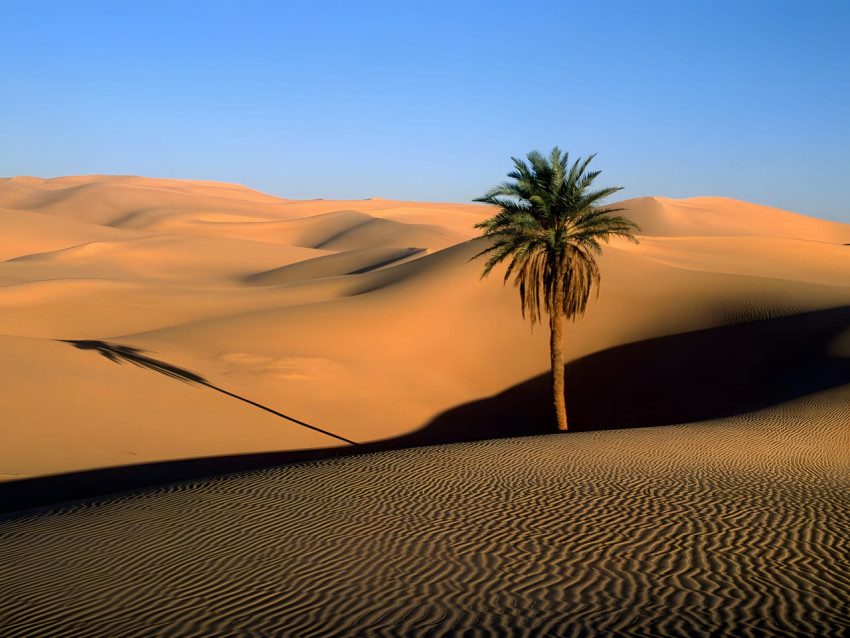 Peaceful Palm Tree Desktop Wallpaper HD