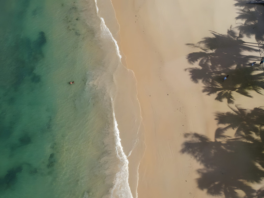 Tropical Island Palm Tree Shadow Desktop Image