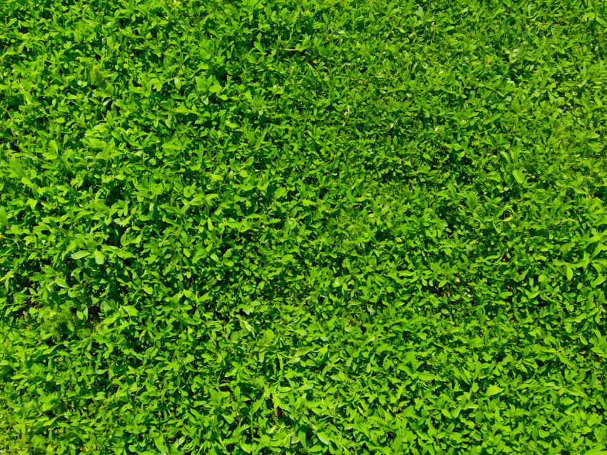 Lush Green Grass Desktop Wallpaper